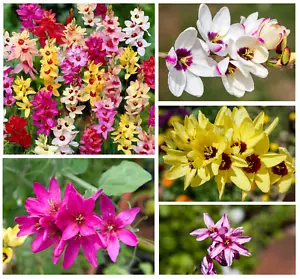 20 x IXIA MIXED Bulbs Spring Summer Flowering African Corn Lily Perennial Garden - Picture 1 of 5