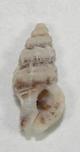 MUREX ALVEATA 13,65 mm HERMOSO ESPÉCIMEN RARO Bermudas - Imagen 1 de 2