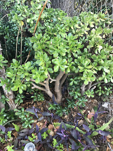 Crassula ovata- Jade tree plant boxed mixed size bareroot plants-no soil Or Pot