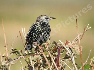 Bird Photo Picture In A4 Frame - Starling - Picture 1 of 2