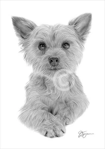 Yorkshire Terrier puppy artwork | pencil drawing giclee print | 2 sizes signed - Picture 1 of 1