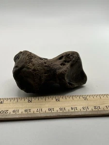 Mammoth Toe Foot Bone Ice Age 12000 Years Old Siberia T2 3.25” X 2” - Picture 1 of 5