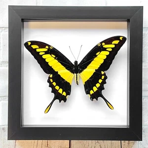 Marco de exhibición de caja de sombra profunda King cola de golondrina (Papilio thoas cinyras) - Imagen 1 de 3