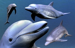 Photo Wall Mural-DOLPHINS-(5015)-NON WOVEN-Wallpaper-Fish Sea-life Ocean Mer XXL - Picture 1 of 1