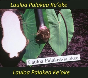~Lauloa Palakea Ke‘oke~ TARO UH#41 edible Colocasia REAL HAWAIIAN live sml Plant - Picture 1 of 5