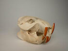 Real Beaver Skull (15-202) B