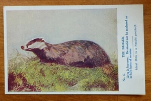 Nestles Milch Postkarte - Der Dachs - Nr. 6 / Nr. 575 - Bild 1 von 2