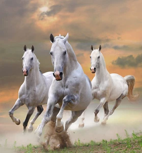 Fotomural-SEMENTAL BLANCO-(338P)-350x260cm-7 Caminos 50x260cm-Caballos Animales Polvo - Imagen 1 de 1