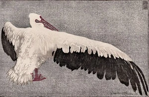 Fabelhafter Walther Klemm antiker Farbdruck DER GROSSE PELIKAN gerahmt signiert COA - Bild 1 von 2