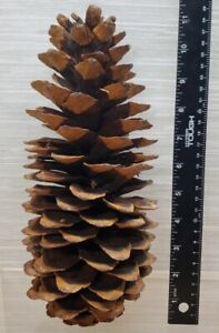Large California Redwood Sequoia Pine Cone Massive 12” L 5" W P8 Decorative 