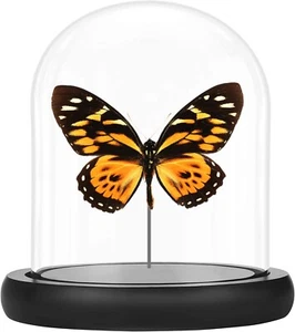 Tiger Butterfly, papilio zagreus , bell jar, Real Butterfly, Framed insect - Picture 1 of 1