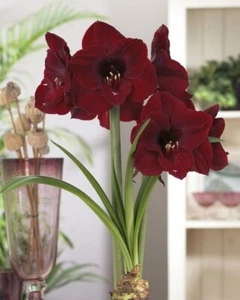 Red Salute : RSA01: Hippeastrum Bulb: Rare And Unique : Free Postage - Picture 1 of 4