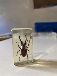 Beetle In Resin, Insects In Resin, Lucite Bugs, Oddities, Curiosities - Picture 1 of 1