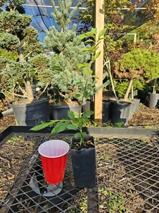 Japanese Cherry Tree Akebono Cutting Grown Bonsai - Picture 1 of 1