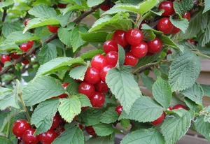 Koreakirsche,Filzkirsche,Nanking Kirsche,Вишня войлочная,Prunus Tomentosa - Bild 1 von 11
