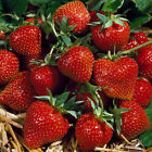 Strawberry Korona | Early Fruiting Disease Resistant Perennial Fruit Plant