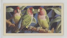 1961 Brooke Bond Tropical Birds Tea Peach or Rosy-Faced Lovebird #6 a8x