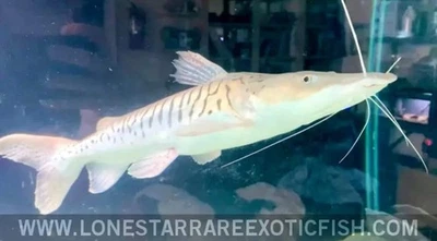 XL Platinum Tiger Shovelnose Catfish - WYSIWYG (PICK UP or SHIP AT BUYERS RISK) - Image 1 of 4