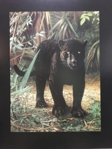 Charles Frace schwarzer Jaguar im Dschungel Mini-Kunstdruck - Bild 1 von 1