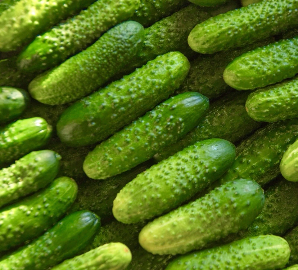 Gherkin Seeds 35x National Cucumber Pickling -  Vegetable Seeds - Image 1 of 1