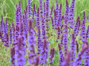 5 Stück Blüten Salbei Blaukönigin, Salvia nemorosa - Bild 1 von 6