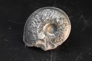 Ammonite Pyritisé Harpoceras Toarcien France 48mm pyriteuse pyrite fossile - Foto 1 di 4