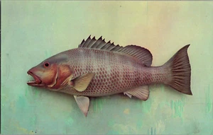 Postkarte Mangrovenschnapper Floridas berühmte Fischserie Chrom unbesendet - Bild 1 von 2