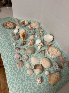 Lot Of 50 Fancy Assorted Sea Shells From Estate Sale - Beautiful Collection - Picture 1 of 6