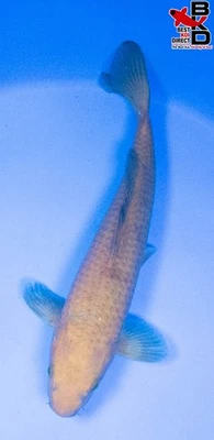 13" CHAGOI Live Koi Fish Garden Pond B4 - Image 1 of 4