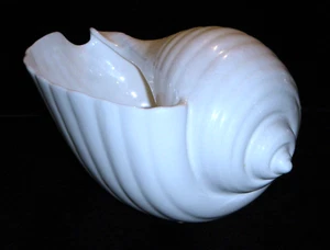 Wedgwood Nautilus Collection Glossy Bone China 8 Inch Conch Shell Shaped Bowl - Picture 1 of 9