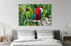 Amazing Parrots Couple Photograph Print Home Decor Wall Art Choose Your Size