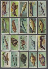 1903 John Player Fishes of the World Tobacco Cards Near Set of 45/50