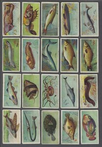 1903 John Player Fishes of the World Tobacco Cards Near Set of 45/50