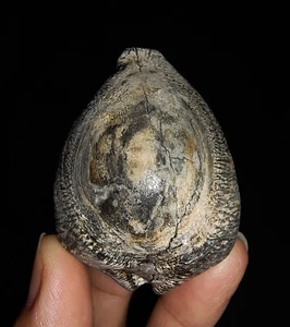 SEA SHELL COWRIE FOSSIL, RARE BLACKISH CYPRAEA BEBERKIRIANA FROM INDONESIA, 50MM - Picture 1 of 7