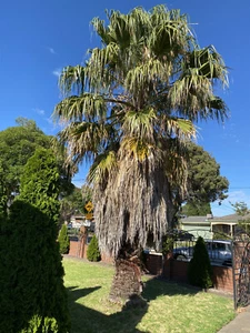 Palm Tree Well Established - Picture 1 of 1