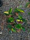 Wholesale 1-10 Plant Scindapsus jade satin variegated Free Phytosanitary