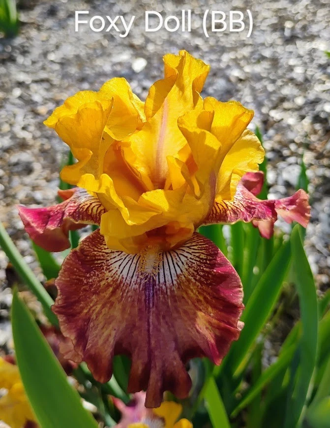 x3 ~ Border Bearded Rhizome ~ "FOXY DOLL" ~ Fresh and Healthy ~ Free Shipping - Image 1 of 1