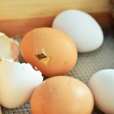 6 x Fertile Mixed Breeds Chicken hatching eggs, Various Colours great hatch rate