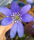 Hepatica blue seedlings 7cm