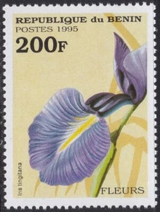 Specimen, Benin Sc773 Flower, Iris tingitana - Picture 1 of 2