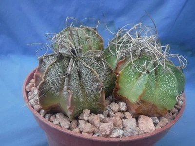 Astrophytum capricorne CUATRO (¡4!) Plantas #2 Grado! ¡PLANTAS MÁS GRANDES! 1,5"-2,5" de ancho Foto 1 de 4