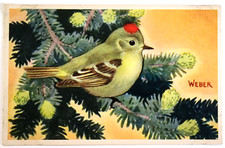 Postcard Ruby Crowned Kinglet Regulus calendula National Wildlife Federation