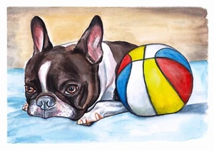 Boston terrier e palla colorata acquerello dipinto a mano opera originale - Foto 1 di 7