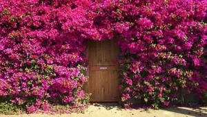 70 ROSENSAMEN "Kletterrose" - Bild 1 von 1