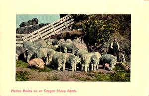 Antique 1912 Postcard; Merino Bucks on an Oregon Sheep Ranch - Picture 1 of 2