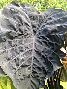 Colocasia Phantom Esculenta Especie Nuevo HB Oreja de Elefante + Phyto Cert. - Imagen 1 de 10