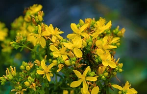 600 Samen Arznei Johanniskraut Hypericum perforatum Topas - Bild 1 von 6