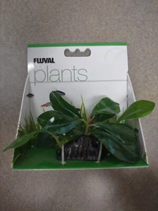 Fluval Samolus Sword Plant 2.75in, by Fluval SEA - Picture 1 of 3