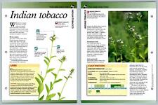 Indian Tobacco - Directory - Secret World Of Herbs Fact File Card
