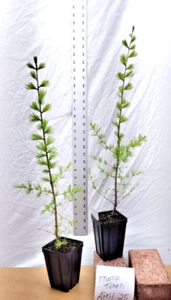 Western Larch tree in small nursery pot. Larix occidentalis. Western Tamarack. - Picture 1 of 9